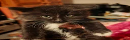 Mixed Breed cats for sale: 9 beautiful kittens for sale  - Advert 8