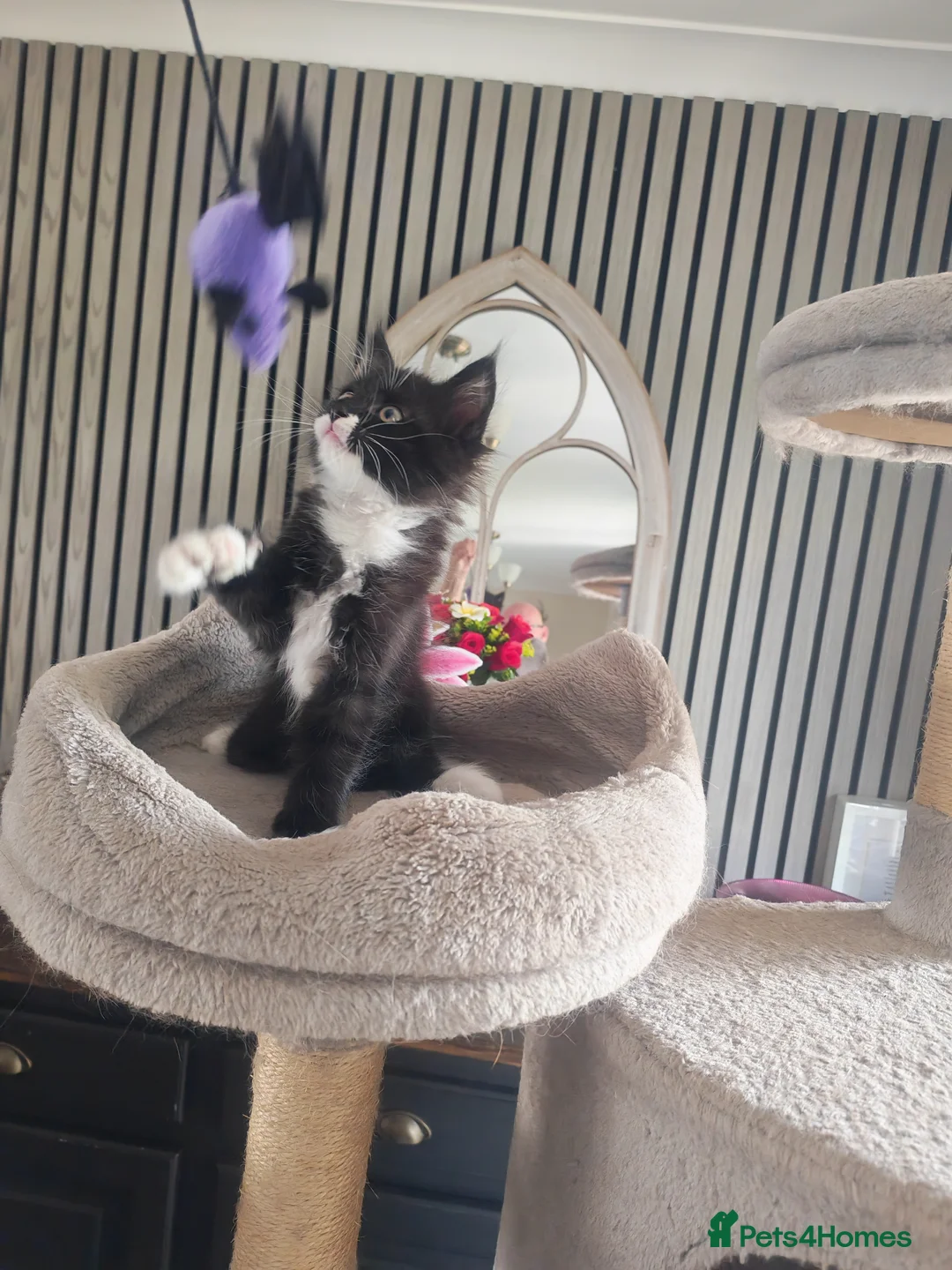 Maine Coon cats for sale: Maine coon - Advert 7