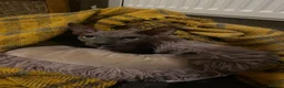 Sphynx cats for sale: Bambino female for sale  - Advert 5