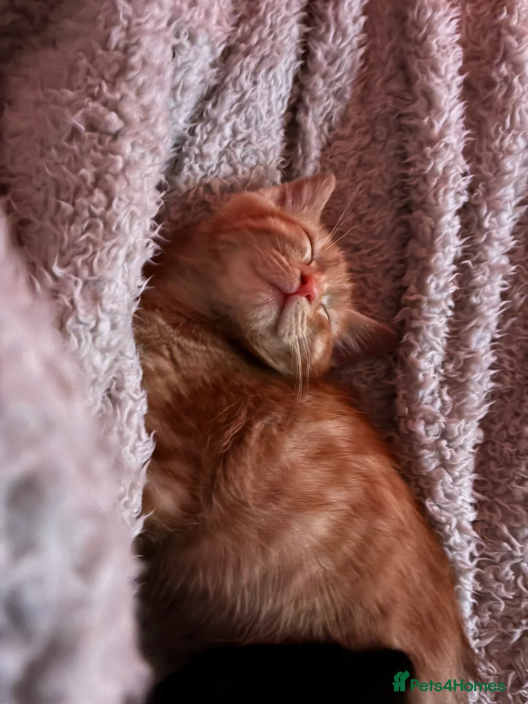 Mixed Breed cats for sale: Beautiful fluffy cuddly kittens for sale!!!  - Advert 7