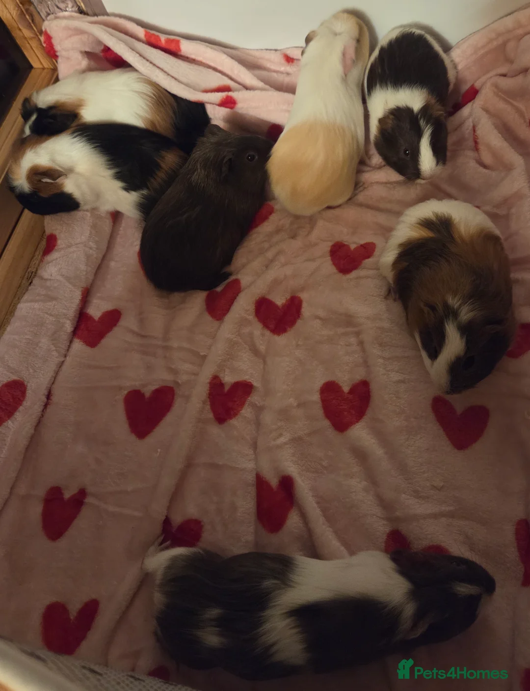 Guinea Pig rodents for sale: Gorgeous Baby Girl Guinea Pigs - Advert 1
