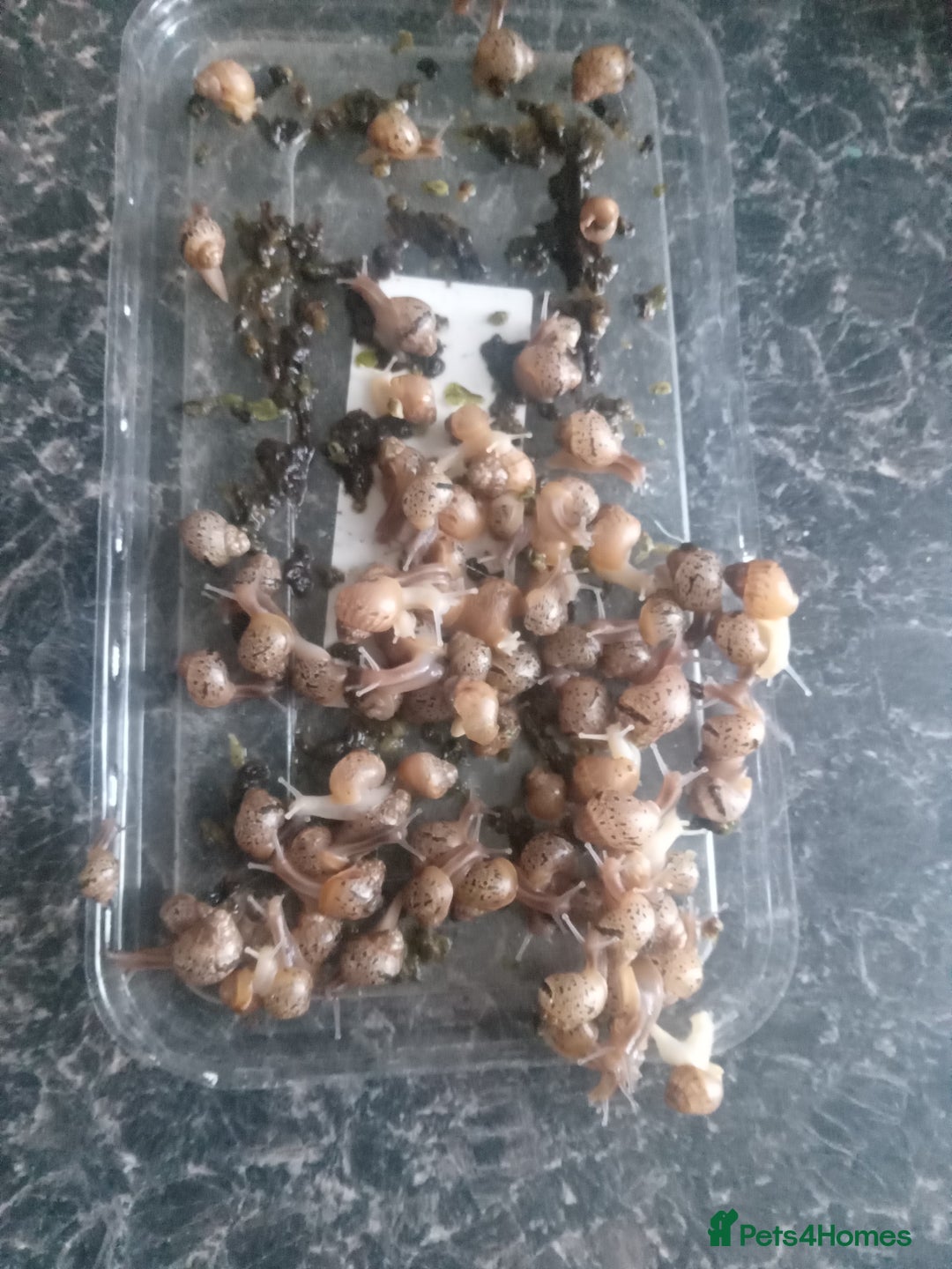 Snails invertebrates for sale: Giant african land snails  - Image 2