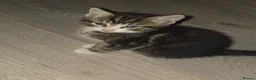 Mixed Breed cats for sale: 5 kittens female and males available now - Advert 6
