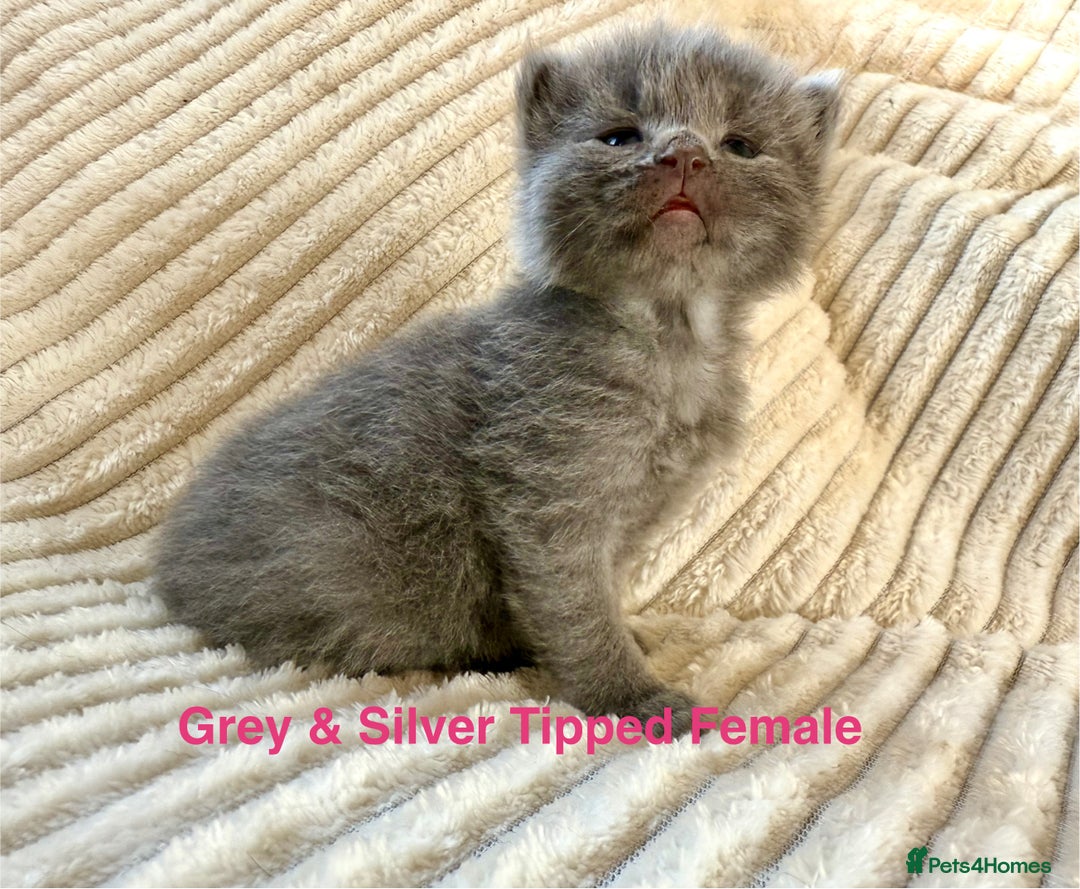 Maine Coon cats for sale: Beautiful, full Maine Coon Kittens. - Image 8