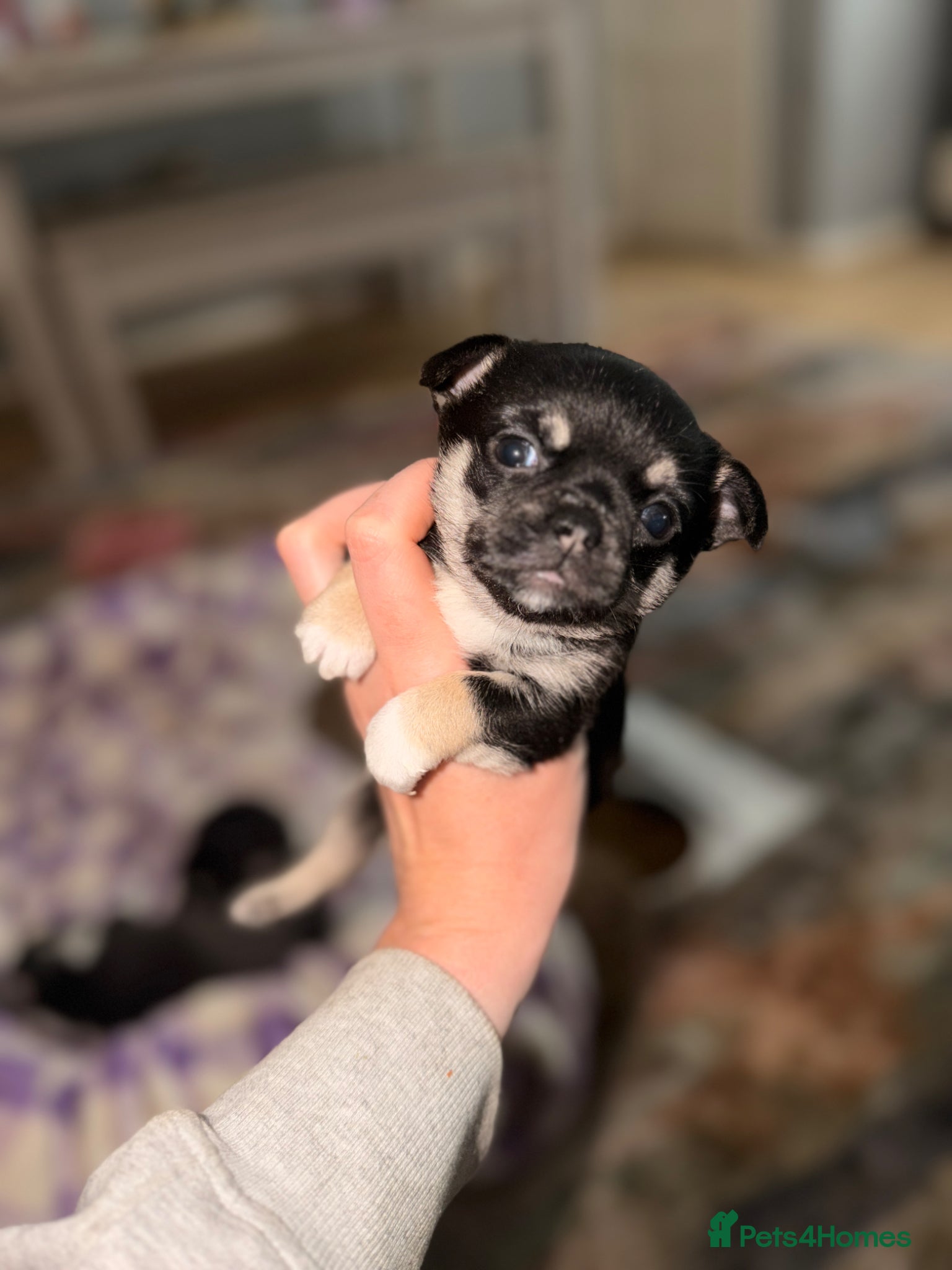 Chihuahua dogs for sale: 1 black & tan stunning girl🩷 - Advert 4