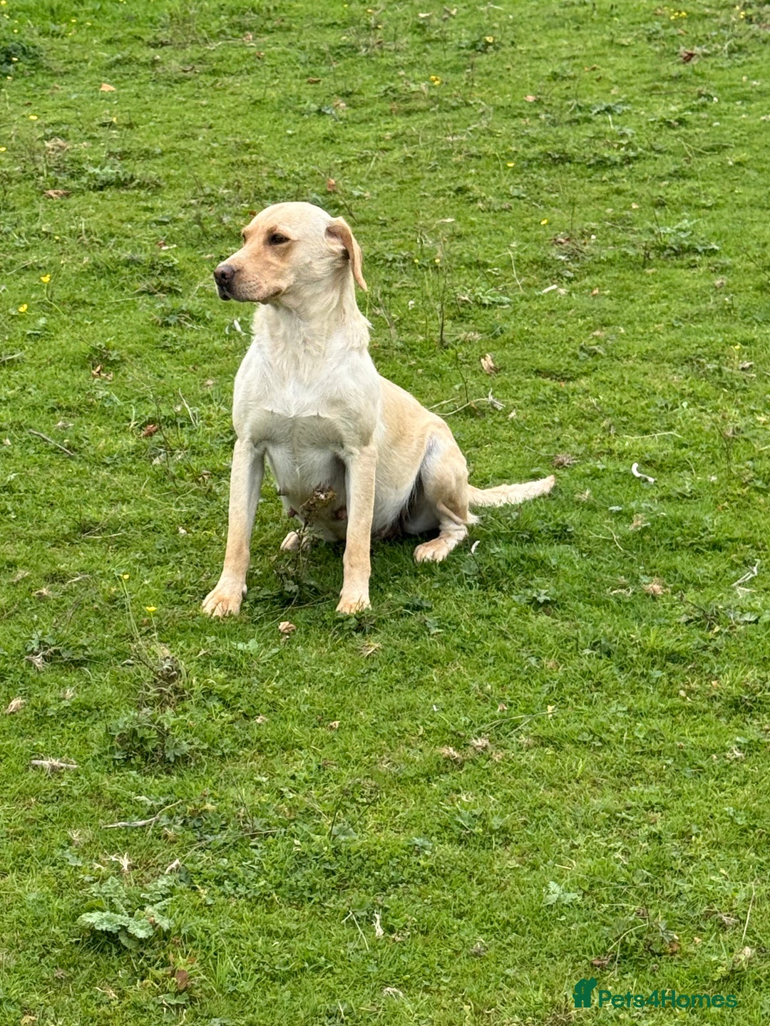Labrador Retriever dogs for sale: Cream Adult Female Labrador  - Image 6