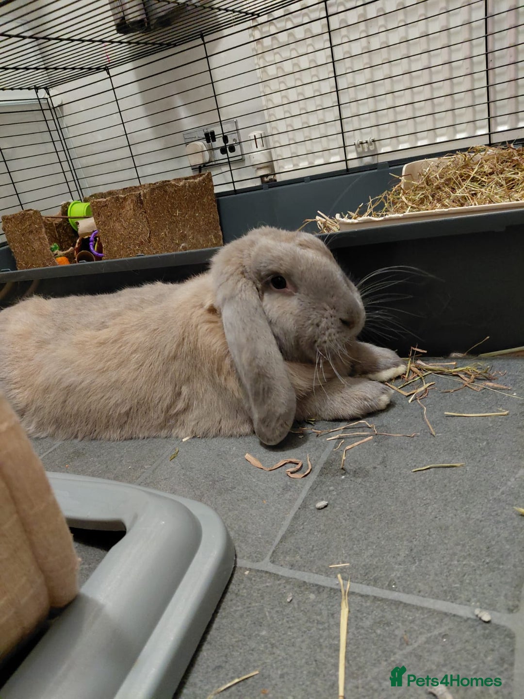 French Lop rabbits for sale: Indoor French Lop - Image 1