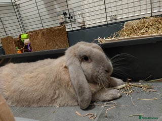 French Lop rabbits for sale - Advert 1