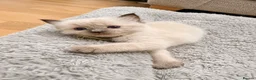 Ragdoll cats for sale:  🐾 Pure Ragdoll Kittens – The Summer Litter ☀️  - Advert 11