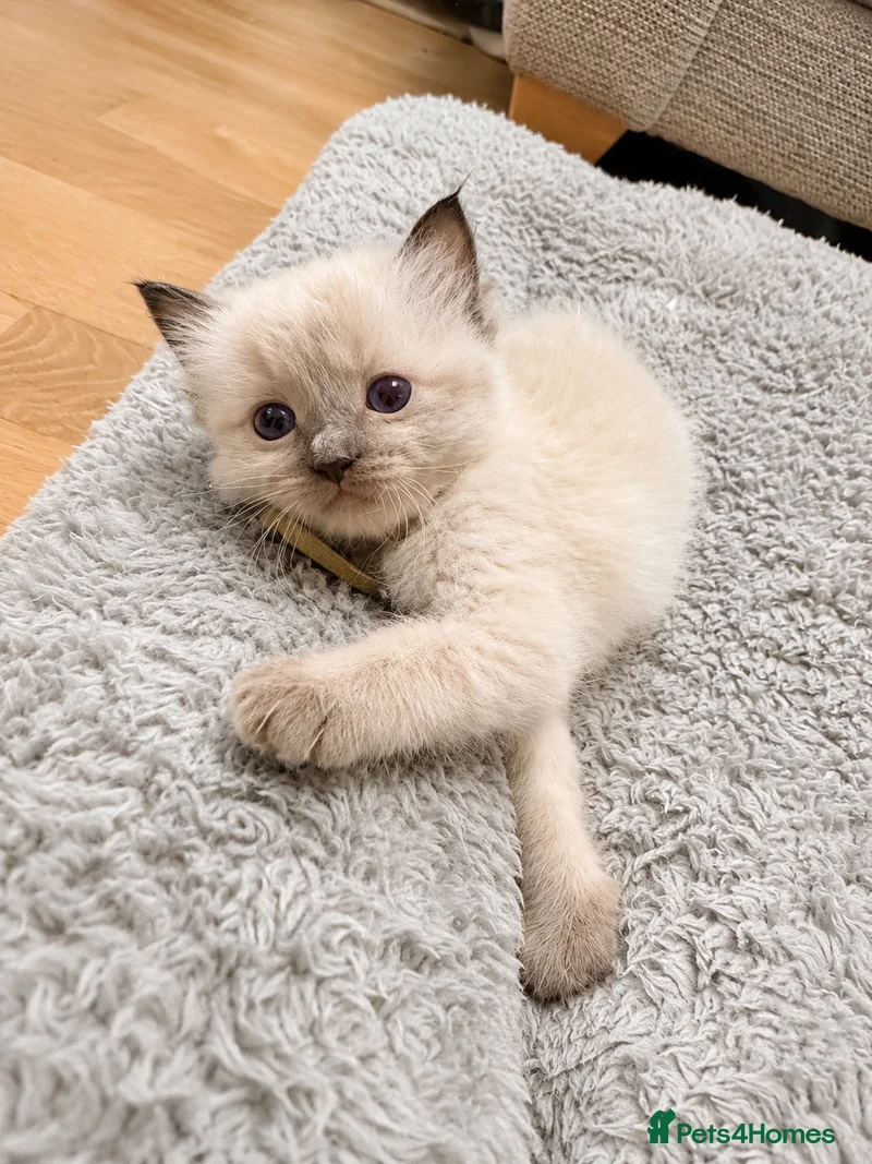 Lavender, girl kitten from our Summer Litter of pure Ragdolls, now rehomed