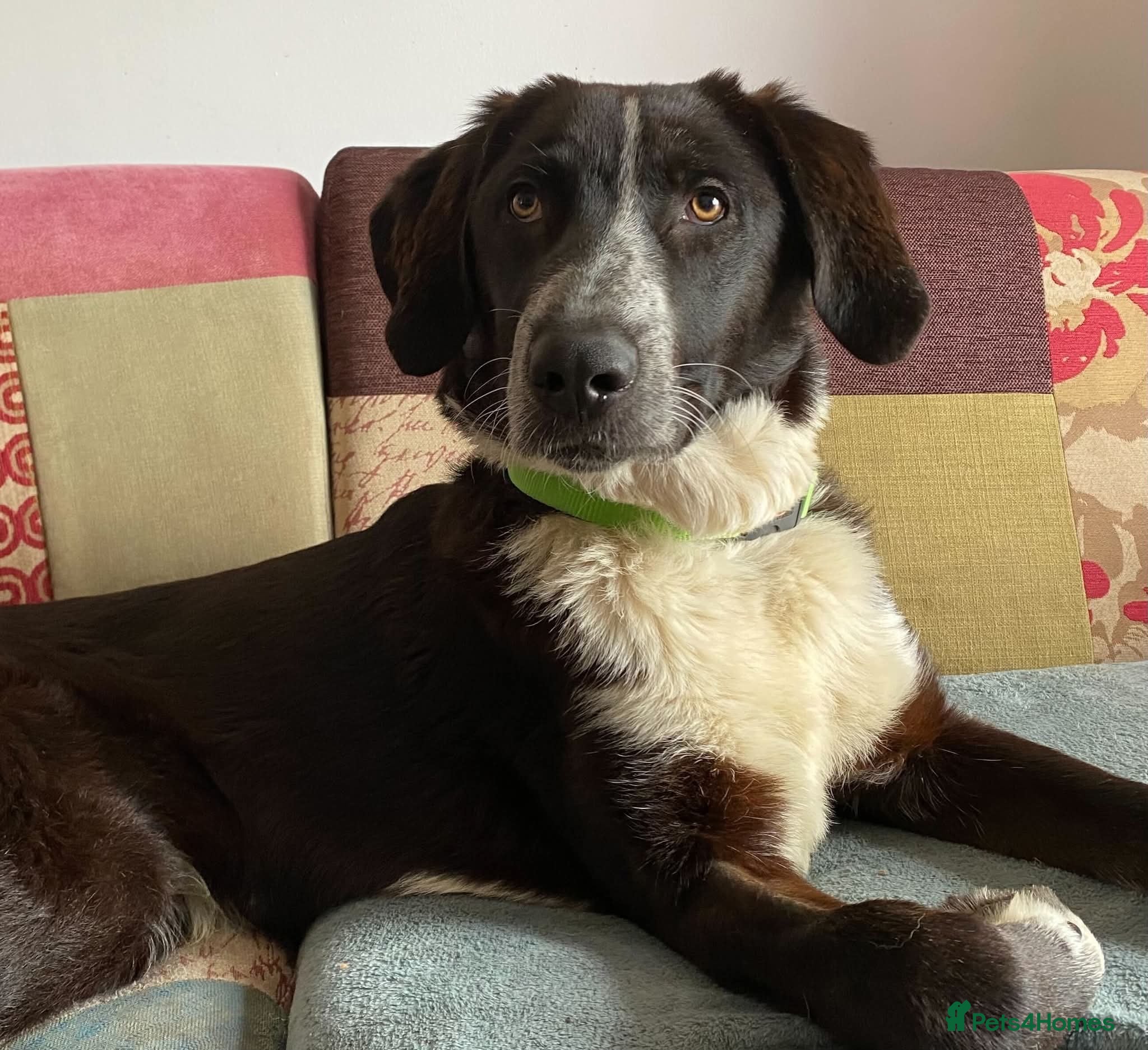 Mixed Breed dogs Meet Chase, currently residing in Cheshire  - Advert 1