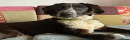 Mixed Breed dogs for adoption: Meet Chase, currently residing in Cheshire  - Advert 1