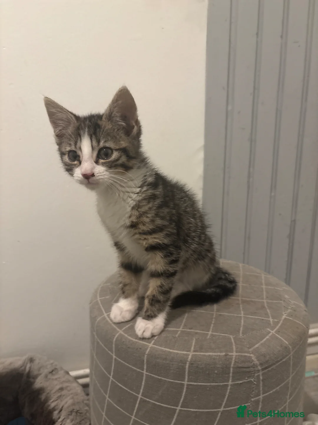 Mixed Breed cats for sale: Little echo - Advert 2