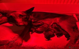 Belgian Shepherd Dog dogs for sale:  Belgian Malinois Puppies  in Telford - Image 1