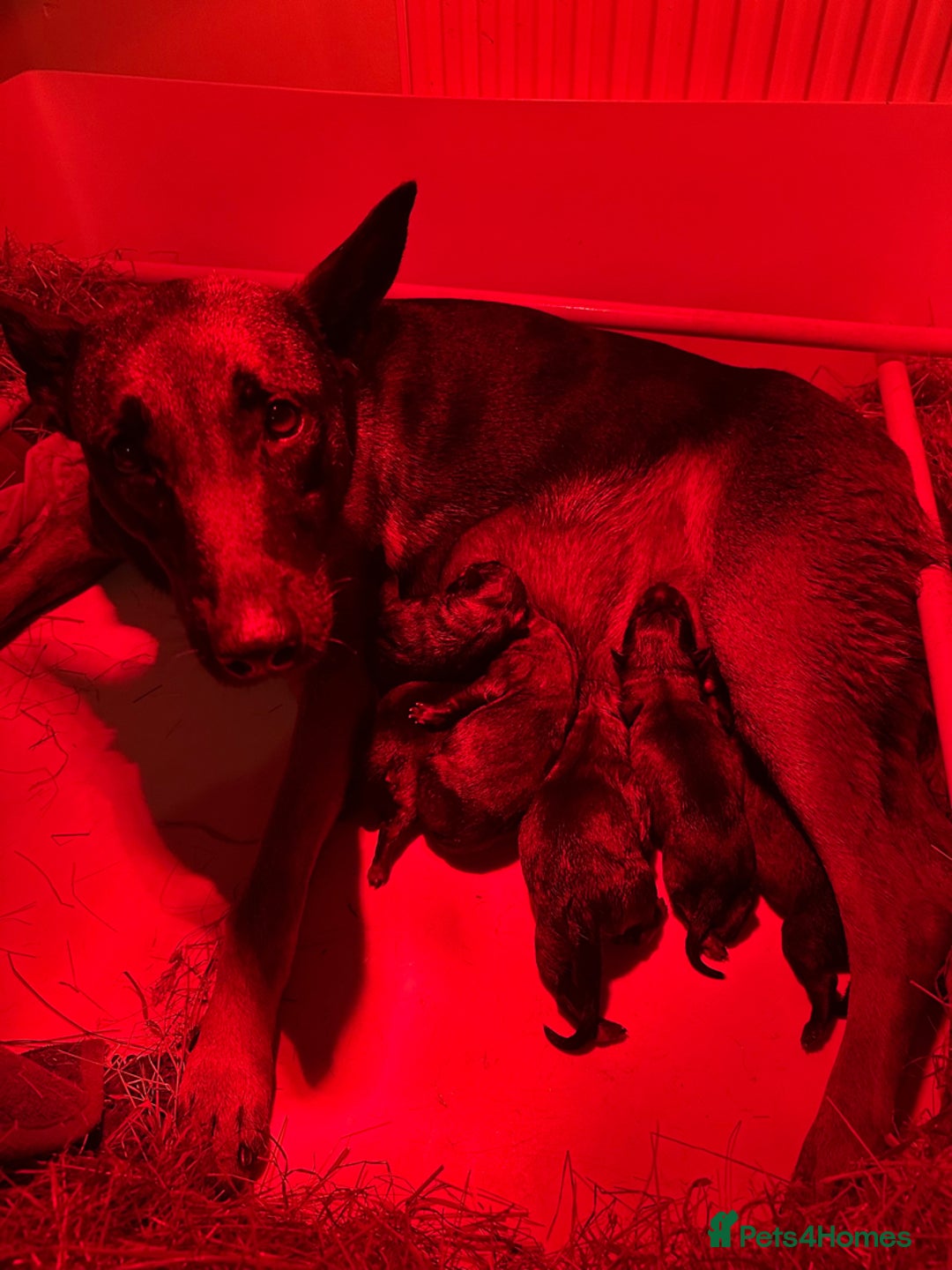 Belgian Shepherd Dog dogs for sale:  Belgian Malinois Puppies  in Telford - Image 1