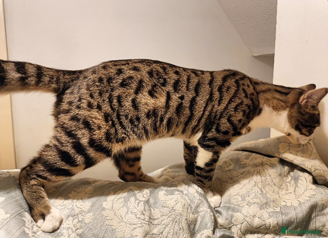 Bengal cats for sale: Bengal X Kittens High % Wild Asian Leopard Cat.  - Image 8