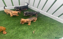 Miniature Dachshund dogs for sale: 4 adorable miniature dachshund puppies  - Image 9