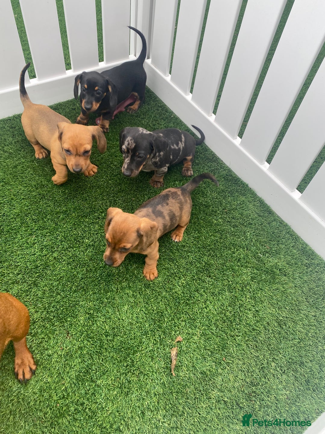 Miniature Dachshund dogs for sale: 4 adorable miniature dachshund puppies  - Image 9