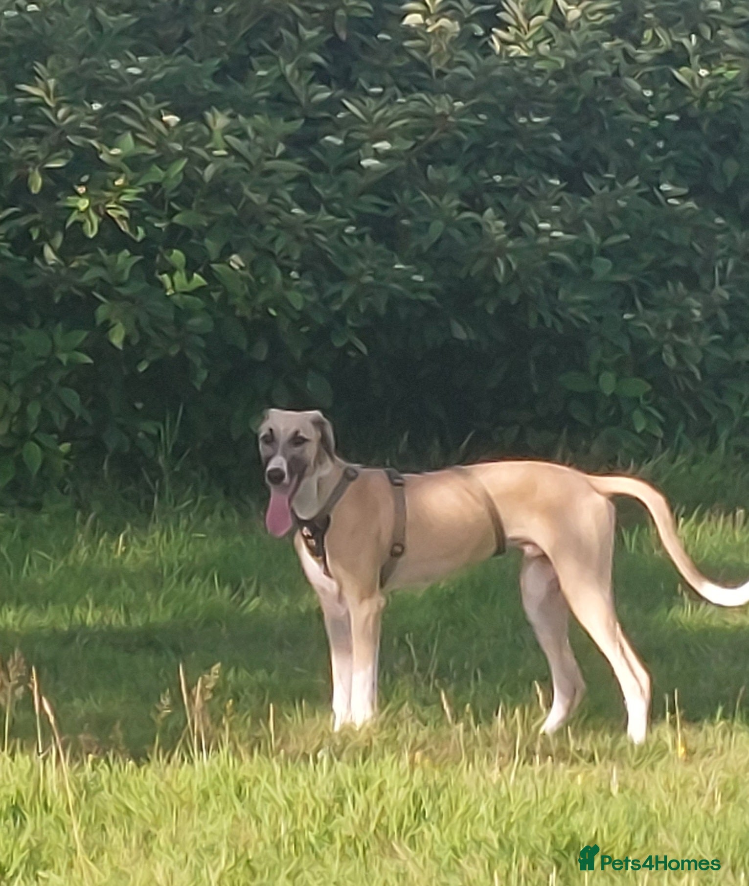 Lurcher dogs Greyhound x Saluki  - Advert 1