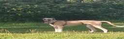 Lurcher dogs for sale: Greyhound x Saluki  - Advert 1