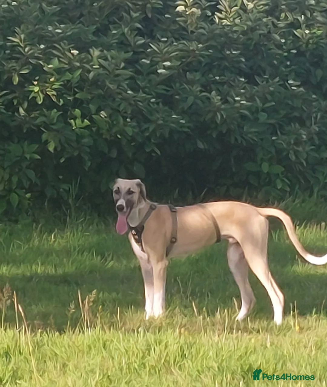 Lurcher dogs for sale: Greyhound x Saluki  - Advert 1