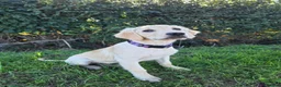 Golden Retriever dogs for sale: Golden Retriever Female Puppy 17 weeks old in Bridgwater - Advert 5