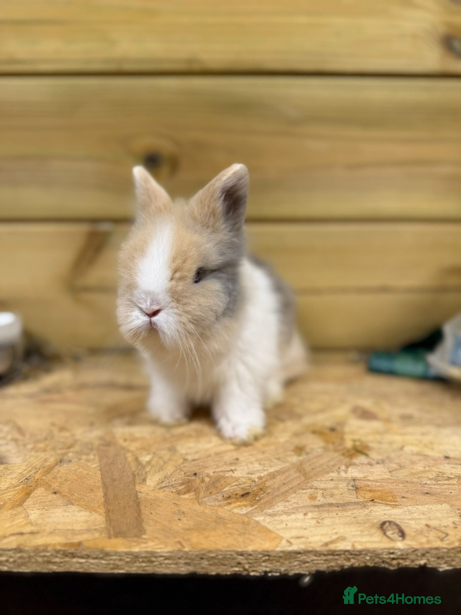 Lionhead rabbits ✨Double maned Lionhead babies✨ - Advert 2