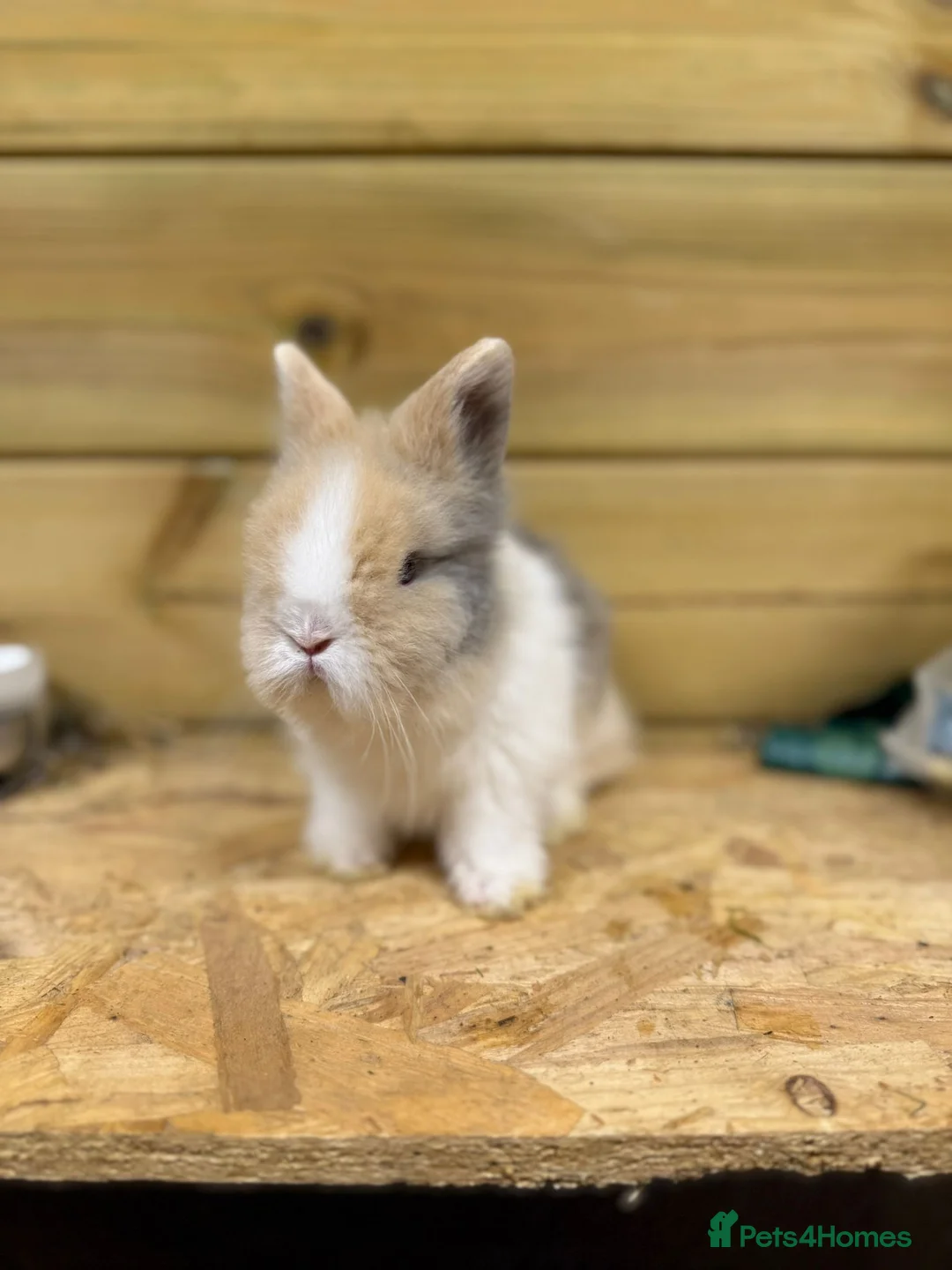 Lionhead rabbits for sale: ✨Double maned Lionhead babies✨ - Advert 2