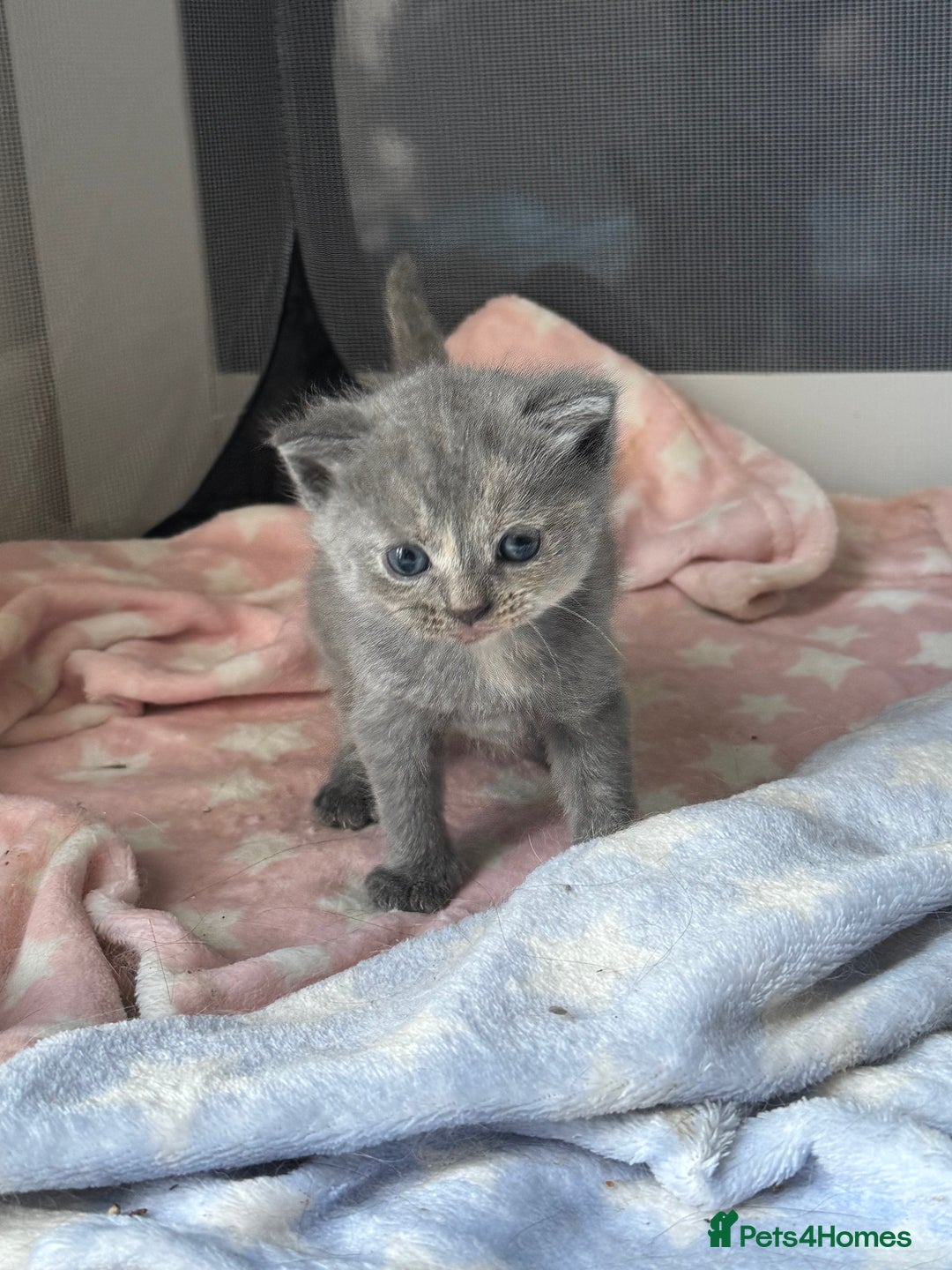 British Longhair cats for sale: 1 beautiful British longhair kitten left - Image 3
