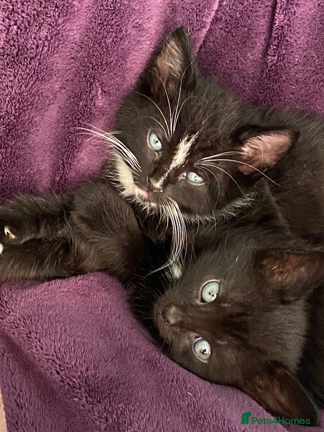 Mixed Breed cats for sale: 6 Adorable Kittens - Advert 18