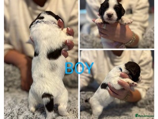 Mixed Breed dogs Cockapoo's - Advert 1