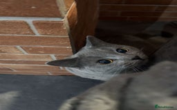 British Shorthair cats for sale: Bella The British Shorthair - Image 7