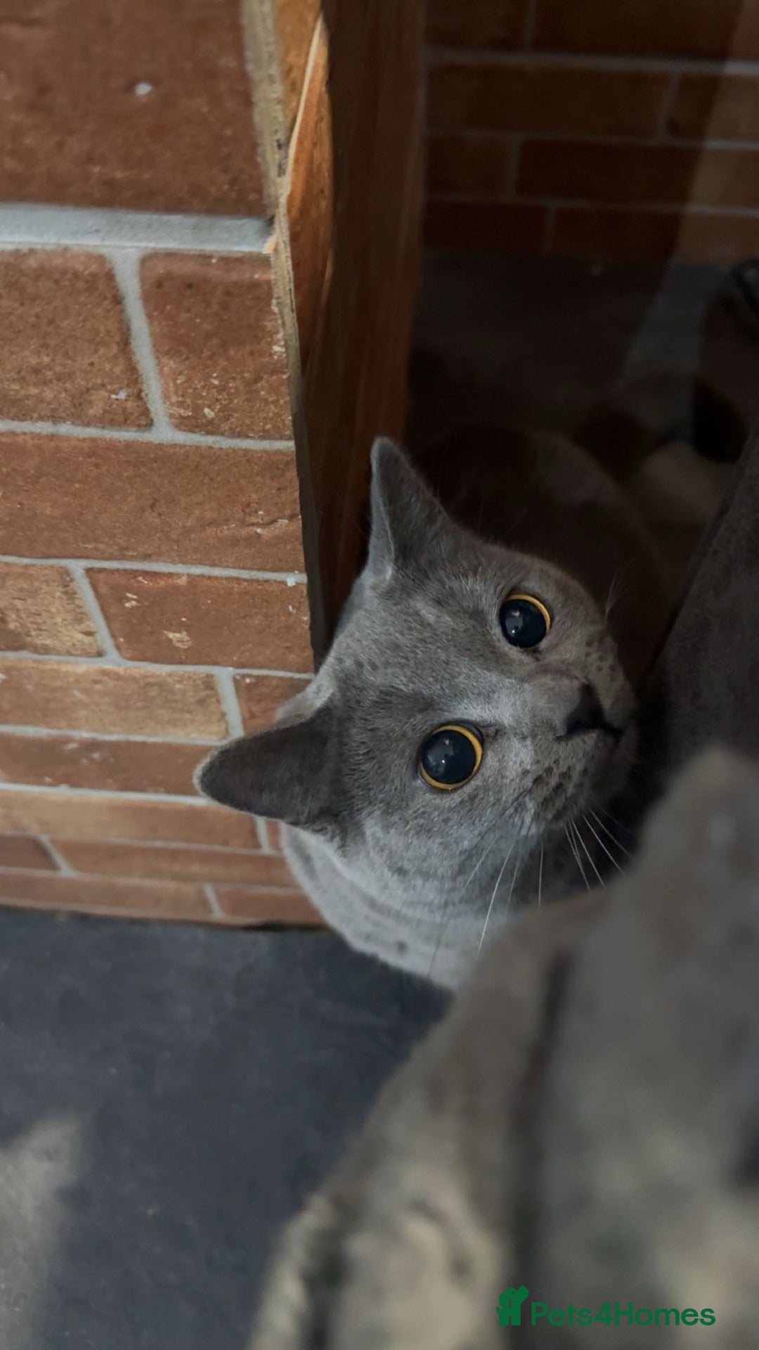 British Shorthair cats for sale: Bella The British Shorthair - Image 7