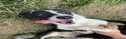 Welsh Collie dogs for sale: Sali the collie - Advert 1