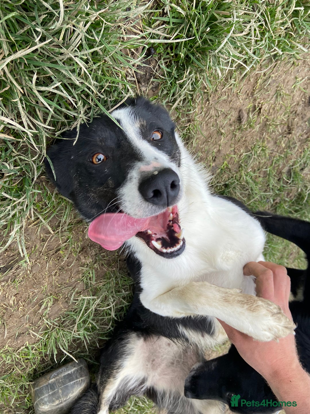 Welsh Collie dogs for sale: Sali the collie - Advert 1