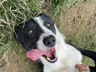 Welsh Collie dogs Sali the collie - Advert 3