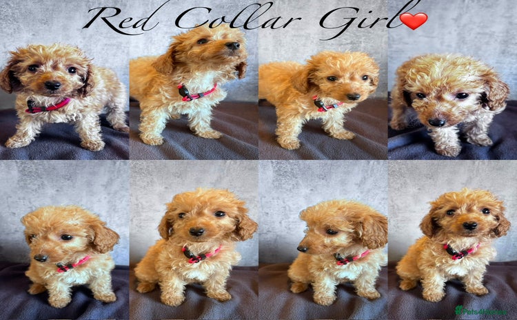 Cockapoo dogs ✨LAST GIRL LEFT - READY NOW-Cockapoo Puppies✨ - Advert 13