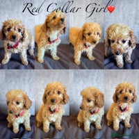 Cockapoo dogs ✨ **REDUCED** 2 LEFT- READY NOW-Cockapoo Puppies✨ - Advert 4