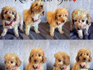 Cockapoo dogs ✨LAST GIRL LEFT - READY NOW-Cockapoo Puppies✨ - Advert 6