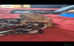 Bearded Dragon reptiles for sale: Dash the magic dragon up for adoption - Image 9
