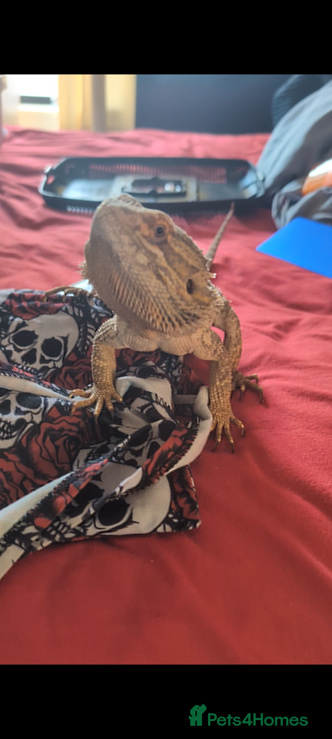 Bearded Dragon reptiles for sale: Dash the magic dragon up for adoption - Image 9