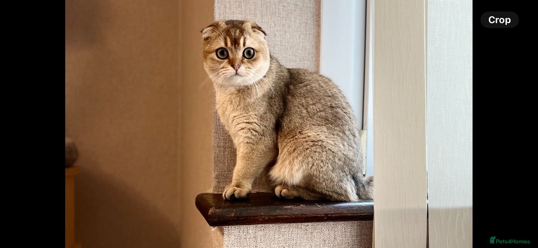 Scottish Fold cats for sale: Scottish Fold Kittens with TICA Registration - Advert 6
