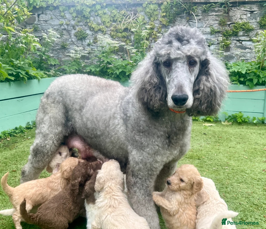 Standard Poodle dogs for sale: Stunning KC reg standard poodles  - Advert 4