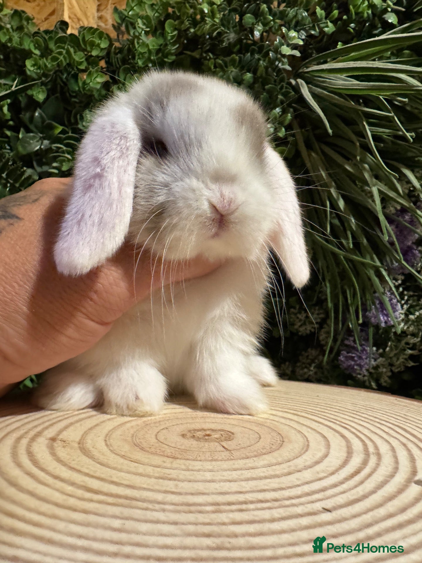 Mini Lop rabbits for sale: Min lops now ready to reserve  - Advert 2