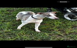 Whippet dogs for sale: Beautiful blue whippets  - Image 11