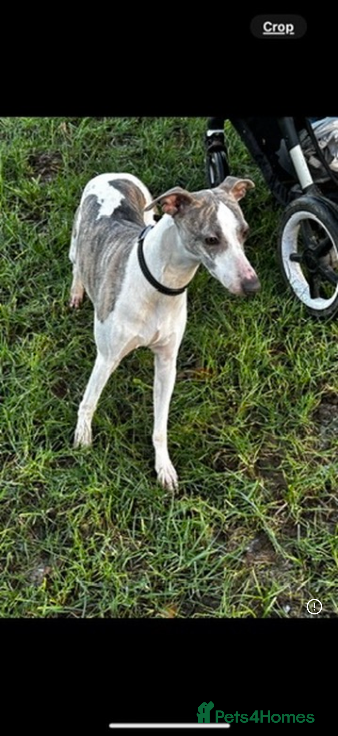 Whippet dogs for sale: Beautiful blue whippets  - Image 11