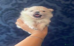 Pomeranian dogs for sale: White KENNEL CLUB Registered CHAMPION Bloodlines - Image 7