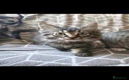 Sphynx cats for sale: Sphynx maincoon mix - Image 5