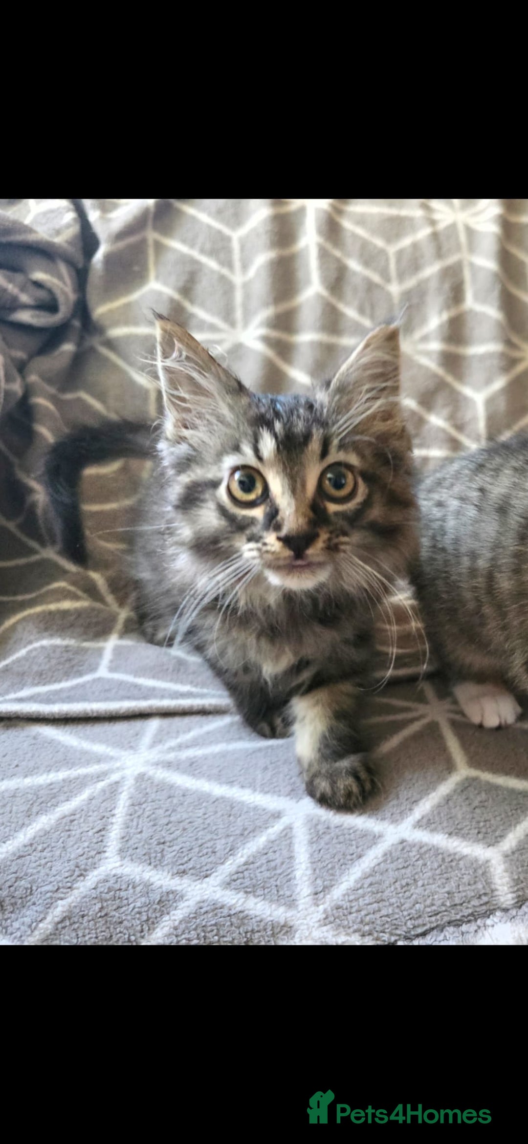 Sphynx cats for sale: Sphynx maincoon mix - Image 5