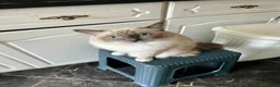 Ragdoll cats for sale: Ragdoll with blue eyes and mitten paws. in Chigwell - Advert 13
